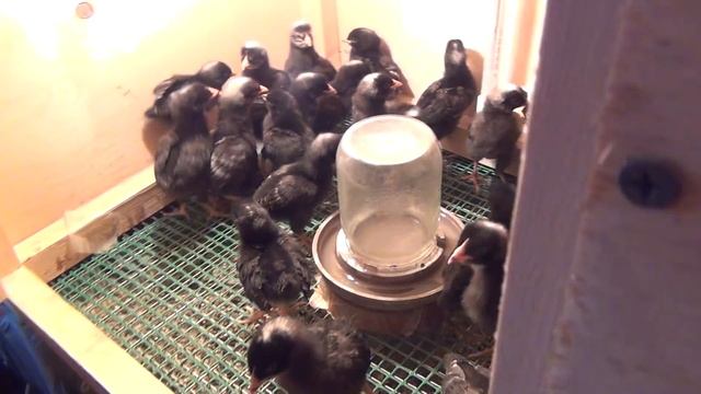 цыплята доминанты на 12 день жизни смотреть онлайн