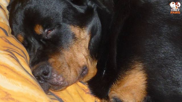 Die Besitzer dachten, die Hündin sei trächtig, aber es vergingen Monate, ohne dass sie ein Kind bek смотреть онлайн