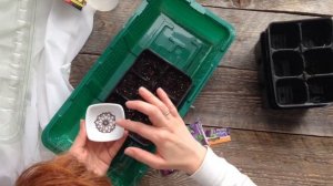 КАК ПОСАДИТЬ ПЕТУНИЮ Часть 1