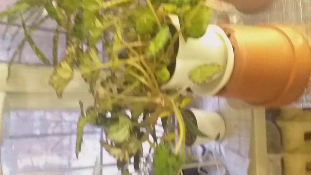 Ас бөлмемдегі гүлдерім- Кротон,Бегония,Дизикотека, Гипоцирта т.б гүлдер 31.01.20 смотреть онлайн