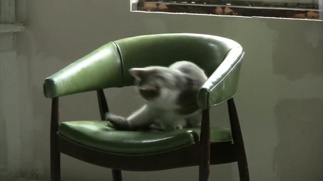 Catspin (Cat chasing his tail) смотреть онлайн