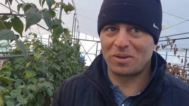 Выращивание чая в теплице круглый год смотреть онлайн