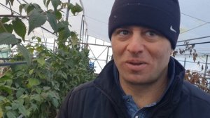 Выращивание чая в теплице круглый год