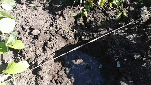 Посадка цветущей древовидной гартензии. смотреть онлайн