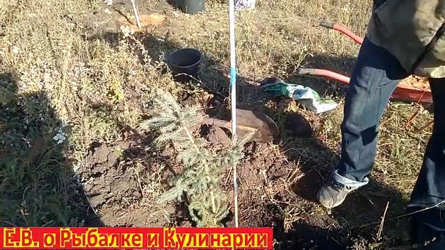 Как посадить ЕЛЬ осенью чтоб она прижилась очень просто. Осеняя посадка ЁЛКИ. Сажаем ЕЛЬ правильно. смотреть онлайн