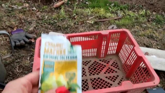 Розы после зимы ! почернели побеги. Не спешите выкапывать. Реанимация. Roses after winter! смотреть онлайн