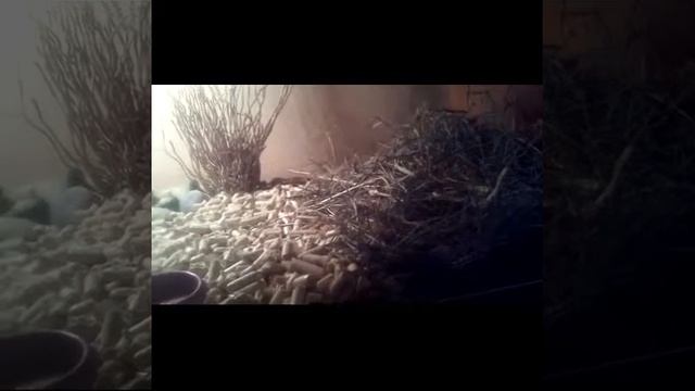 Как купать сухопутную черепаху. смотреть онлайн