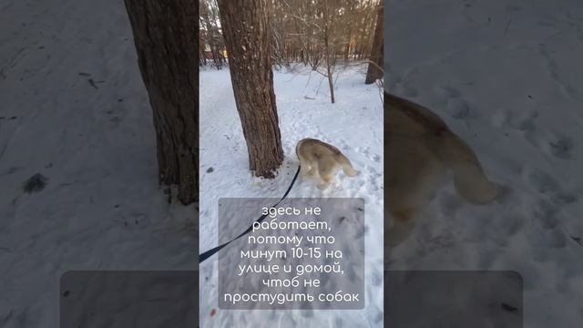 ?Приучение к выгулу? #щенок #дрессировкасобак #дресировка #сызрань #кинолог #собака #собаки смотреть онлайн