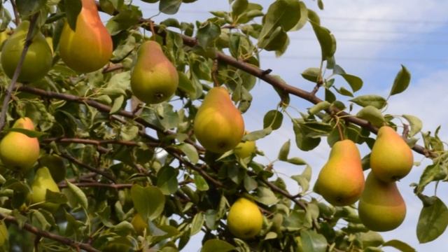 Сорт груши Чижовская