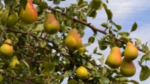 Сорт груши Чижовская