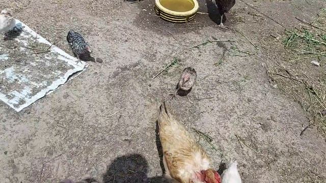 Белка повредила себе глаз.