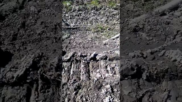 Гадюка (западная сибирь) смотреть онлайн