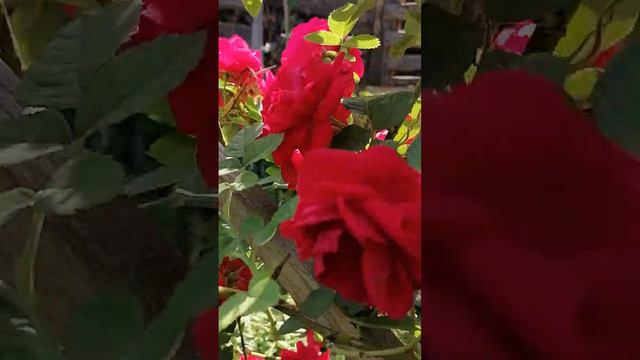 Роза плетистая 🌹1 июля 2023 года. 💙 смотреть онлайн