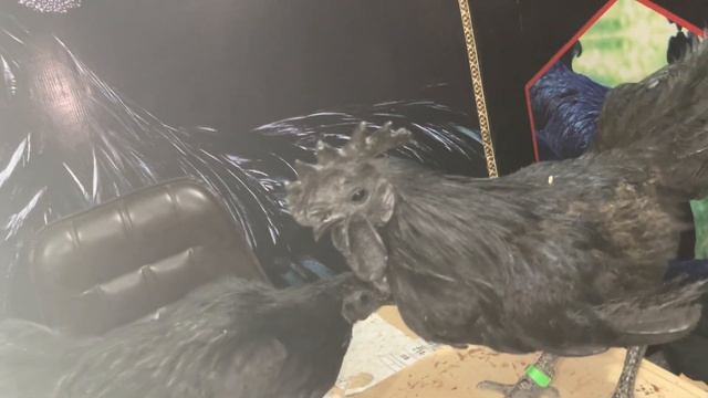 Ayam Cemani Black Tongue Indonesian Breed Delivery Smart Farming At Home Lahore
