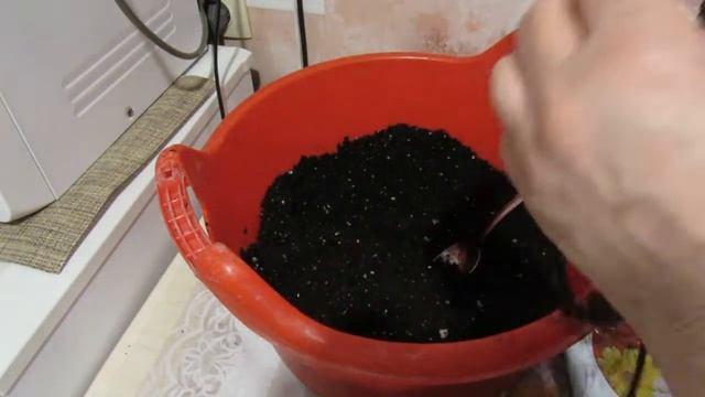 Как сохранить купленные в феврале розы - канадки. смотреть онлайн