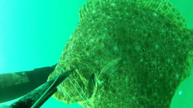 Камбала. Подводная охота. Flounder. Spearfishing