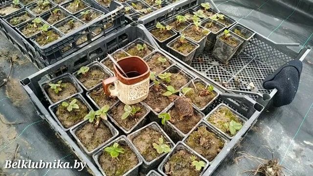 Рассада клубники_ Фриго, Кассета, ОКС(копанка, зелёнка). В чем разница_ Belklubnika.by.mp4 смотреть онлайн
