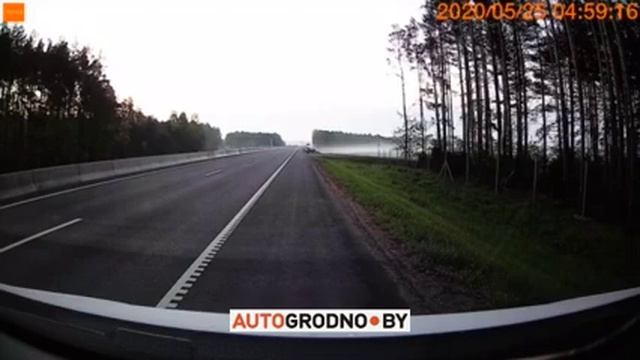 Водитель помог лосю уйти с трассы М6 "Минск - Гродно" в лес смотреть онлайн