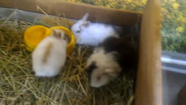 Выставка Животных. Сумы смотреть онлайн