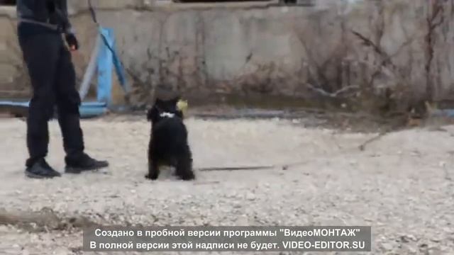 Miniature schnauzer training guard-guard service / Цвергшнауцер обучение службы охраны смотреть онлайн