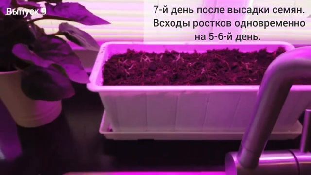 Сравнение - рассада под ЛЭД и на подоконнике. смотреть онлайн