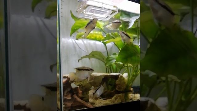 Кормежка мезонаут, 12 января смотреть онлайн