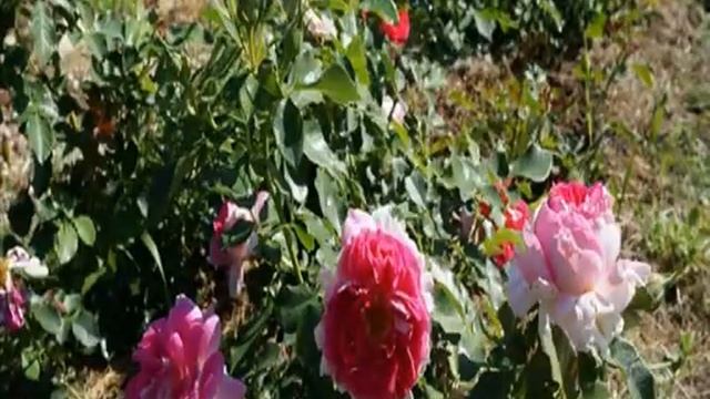 Роза Раффлс смотреть онлайн