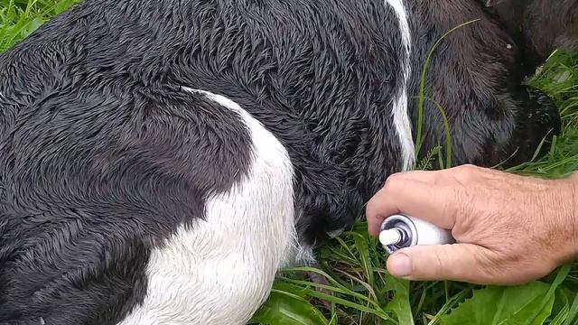 Уход за новорождённым телёнком