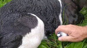 Уход за новорождённым телёнком