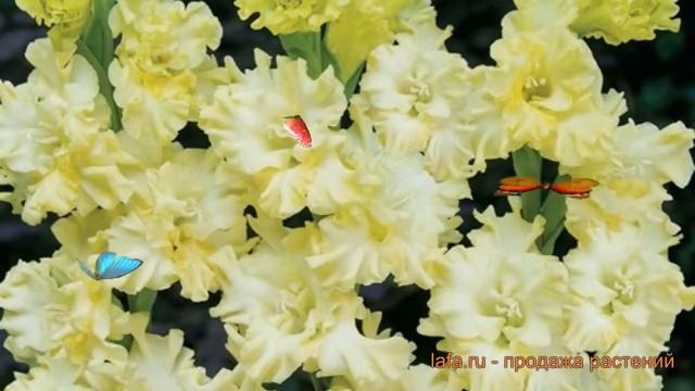 Гладиолус гофрированный Лемон Раффл (gladiolus) ? обзор: как сажать, луковицы гладиолуса Лемон Рафф смотреть онлайн