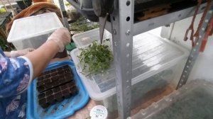 Лобелия вегетативная:  черенкование