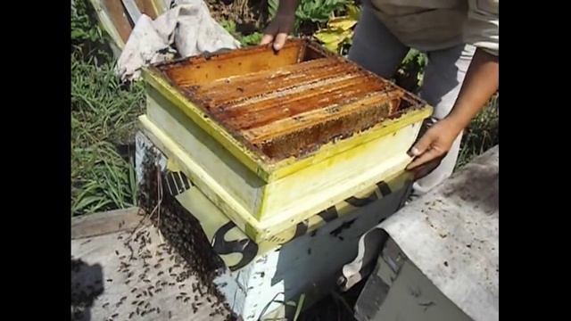 что делать с рамками, после откачки из них меда ? смотреть онлайн