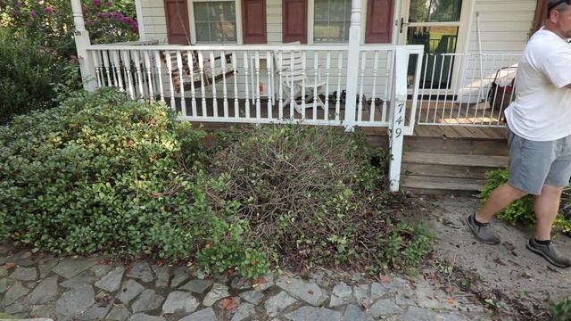 Pruning Old Established Shrubs Very Hard - When to Prune Flowering Shrubs смотреть онлайн