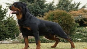 Ягдтерьер против Ротвейлера кто победит?