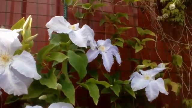 Цветение клематисов Westerplatte u Lech Walensa в моем саду 15 июня 2017. # мой сад # клематисы смотреть онлайн