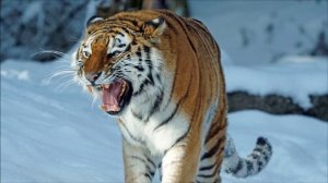 Тигр. Звук тигра, рев тигра
