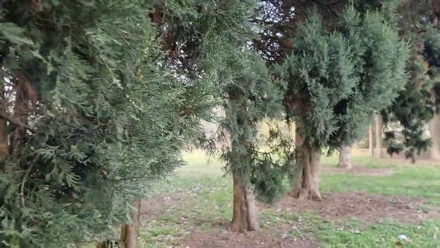 Ботанический сад Краснодар relax video 24.02.2022 #краснодар#батаническийсад#югроссии#природа смотреть онлайн