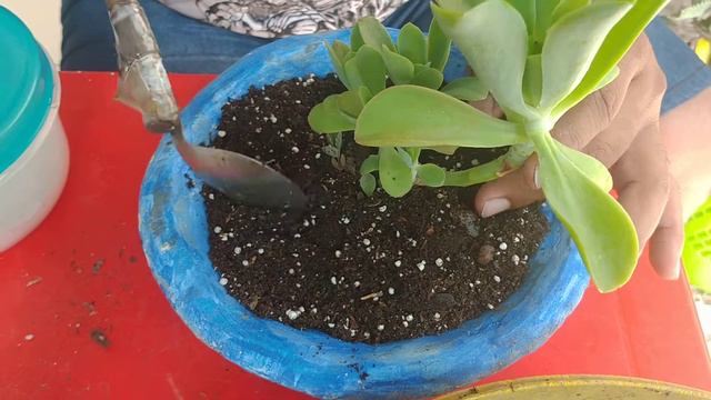 Replantio da Echeveria Pálida. смотреть онлайн