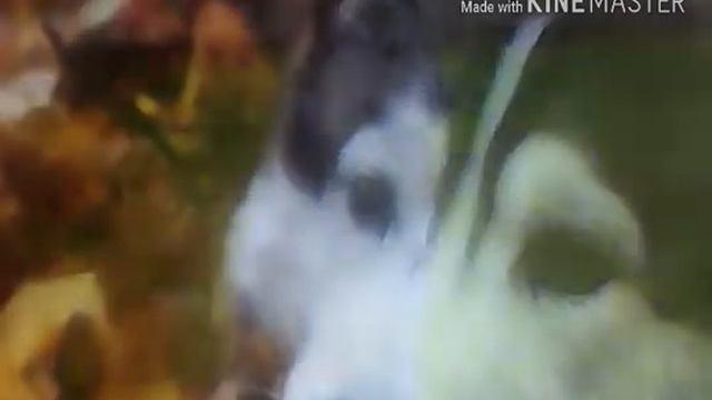 Все о породе хаски! Особенности породы! #dogПороды 1 выпуск | Киса - Алиса смотреть онлайн