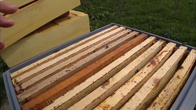 Сбор пыльцы донными пыльцесборниками смотреть онлайн