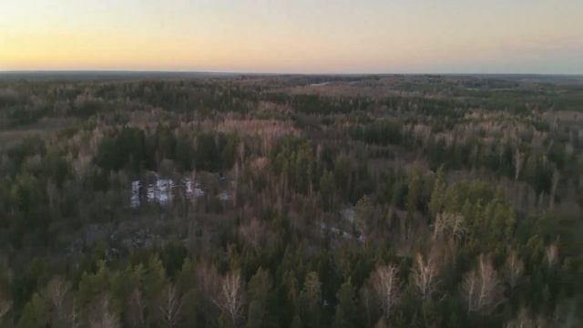 Drone DJI Mavic 3 T thermal Wild boar Hogs Nature Animals wildlife смотреть онлайн