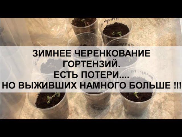 Зимнее черенкование гортензий. Есть потери... Но выживших намного больше !!! смотреть онлайн