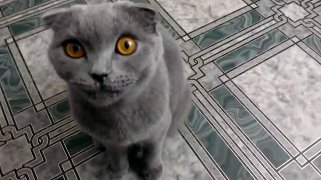 Шотландская вислоухая кошка ест сметану/ Scottish Fold cat eats cream смотреть онлайн