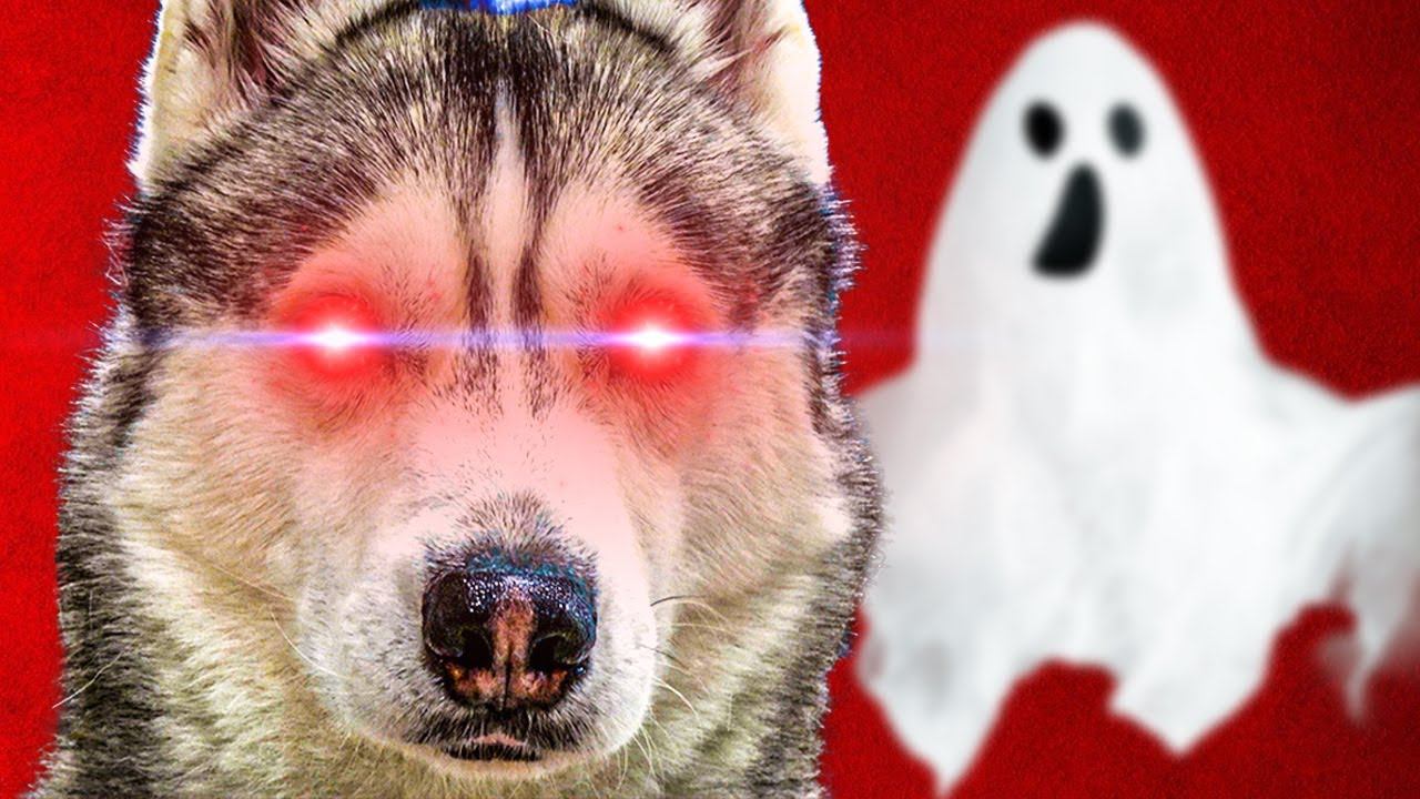 Я СТАЛ ЭКСТРАСЕНСОМ И ПРЕДСКАЗАТЕЛЕМ!! (Хаски Бандит) Говорящая собака смотреть онлайн