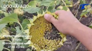 Гибрид подсолнечника F1 Куба