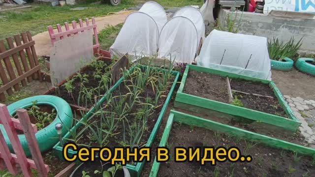 #58. То холодно, то снова холодно. Когда сажать рассаду? Сажаем и утепляем.