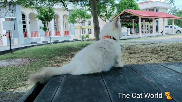 munchkin cats kitten resting on the gazebo смотреть онлайн