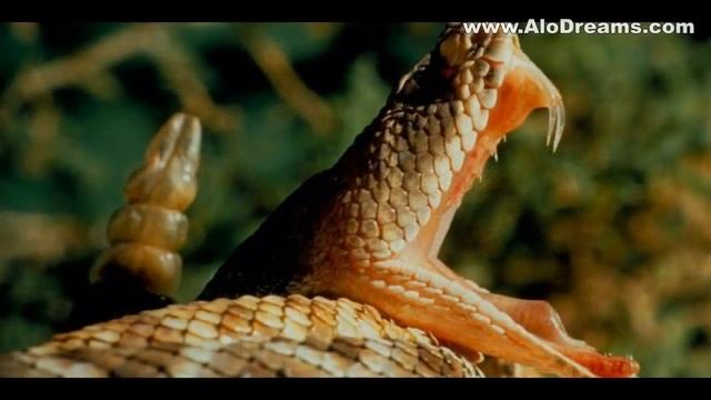 #13 Snake Bite in Dream - Meaning and Interpretation смотреть онлайн