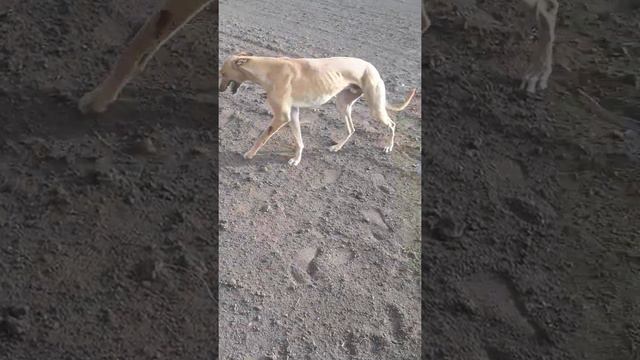 Охота с борзыми смотреть онлайн