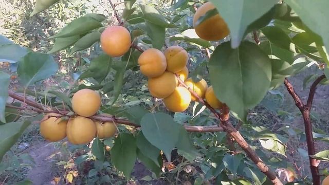 Абрикос сорт поздний Фардао(apricot Fardao) смотреть онлайн